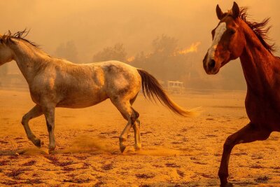 Waldbrand in Kalifornien zerstört zahlreiche Häuser - Das Feuer ist nur zu einem kleinen Teil unter Kontrolle.