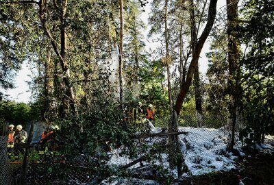 Waldbrand nahe B169: Vollsperrung während der Löscharbeiten - Eingreifen der Feuerwehr: Schnelles Handeln verhindert größere Schäden. Foto: Niko Mutschmann