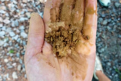 Wanderungen im Tharandter Wald: Gespräche über Bäume und Steine - Der Boden wird genau unter die Lupe genommen Foto: Archiv Geopark