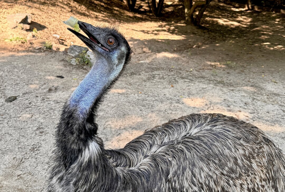 Warum die Emu-Dame aus dem Auer Zoo der Minis zum Medienstar wurde - Emus lieben Salat. Foto: Ralf Wendland