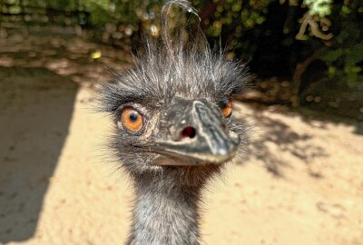 Warum die Emu-Dame aus dem Auer Zoo der Minis zum Medienstar wurde - Emu-Dame Hanna aus dem Zoo der Minis in Aue bekam es mit Schnecken zu tun. Foto: Ralf Wendland