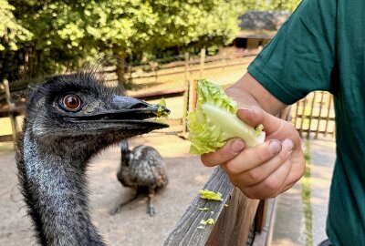 Warum die Emu-Dame aus dem Auer Zoo der Minis zum Medienstar wurde - Emus lieben Salat. Foto: Ralf Wendland