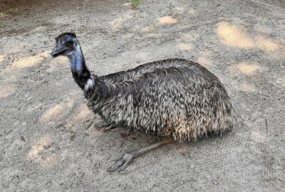 Warum die Emu-Dame aus dem Auer Zoo der Minis zum Medienstar wurde - Die Emus fühlen sich im Auer Zoo der Minis wohl. Foto: Ralf Wendland