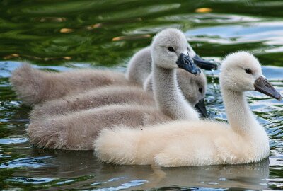 Warum die sächsischen Schwäne in diesem Jahr sehr spät Nachwuchs bekommen - Liebevoll aufgezogen: Die kleinen Schwäne in Sachsen. Foto: Maik Bohn