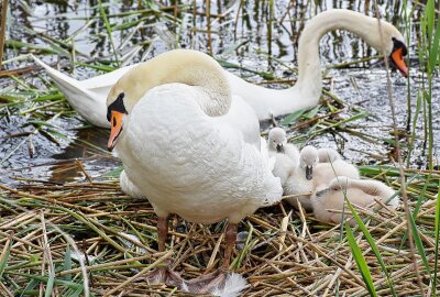 Warum die sächsischen Schwäne in diesem Jahr sehr spät Nachwuchs bekommen - Faszinierend und majestätisch: Die Schwäne in der Natur Sachsen. Foto: Maik Bohn