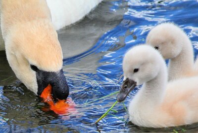 Warum die sächsischen Schwäne in diesem Jahr sehr spät Nachwuchs bekommen - Liebevoll aufgezogen: Die kleinen Schwäne in Sachsen. Foto: Maik Bohn