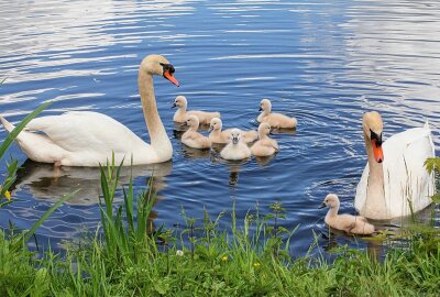 Warum die sächsischen Schwäne in diesem Jahr sehr spät Nachwuchs bekommen - Liebevoll aufgezogen: Die kleinen Schwäne in Sachsen. Foto: Maik Bohn