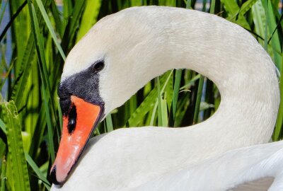 Warum die sächsischen Schwäne in diesem Jahr sehr spät Nachwuchs bekommen - Faszinierend und majestätisch: Die Schwäne in der Natur Sachsen. Foto: Maik Bohn