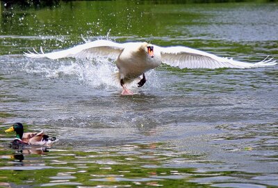 Warum die sächsischen Schwäne in diesem Jahr sehr spät Nachwuchs bekommen - Schwäne verteidigen ihre Jungen. Foto: Maik Bohn