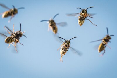 Was bei Wespen- und Mückenstichen hilft - Na, werden Sie bei diesem Anblick nervös? Viele Menschen haben Angst vor Wespenstichen.