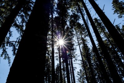 Was die Deutschen stresst - und wie sie sich selbst helfen - Die Kraft der Bäume spüren: Mancher tankt Kraft bei einem Spaziergang durch den Wald.