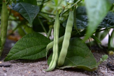 Was Ihr Garten im Sommer braucht - Erbsen und Zuckerschoten produzieren mehr Früchte bei regelmäßiger Ernte.