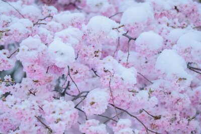 Was Sie im Winter für den Garten tun können - Zierkirschen blühen bei milden Temperaturen auch im Winter.