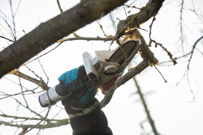 Was Sie im Winter für den Garten tun können - Das Zurückschneiden von Obstbäumen im Winter ist ein wichtiger Teil der Baumpflege.