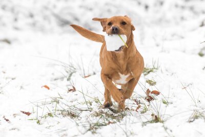 Was Sie über Kälte und Schnee noch nicht wussten - Solange Hunde in Bewegung bleiben, können sie in der Regel auch bei Minusgraden problemlos nach draußen gehen.