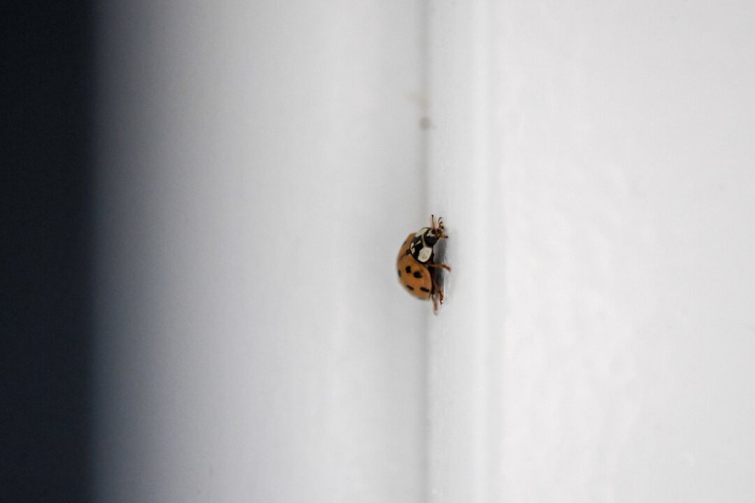 Was tun, wenn Marienkäfer ins Haus gelangen? - Marienkäfer suchen im Herbst oft Schutz in Wohnungen, doch beheizte Räume sind kein idealer Ort für ihr Überwintern: Am besten vorsichtig nach draußen setzen, und zwar so, wie die Expertinnen raten.