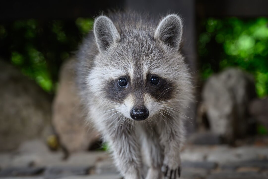 Waschbär verursacht einen Verkehrsunfall - Wegen eines Waschbärs kam es in Oßling zu einem Auffahrunfall (Symbolbild).