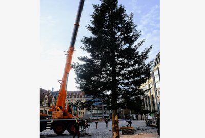 Weihnachtsbaum wird auf Leipziger Marktplatz aufgestellt - Der Weihnachtsbaum wird in Leipzig aufgestellt. Foto: Christian Grube/Archeopix