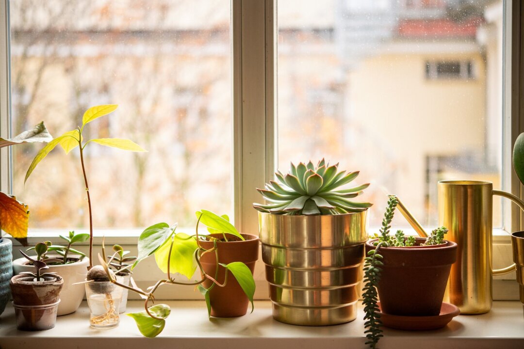 Welche Zimmerpflanze passt zu meiner Fensterbank? - Der ideale Standort für Sukkulenten ist in der Regel möglichst hell, jedoch nicht über einer mollig-warmen Heizung.