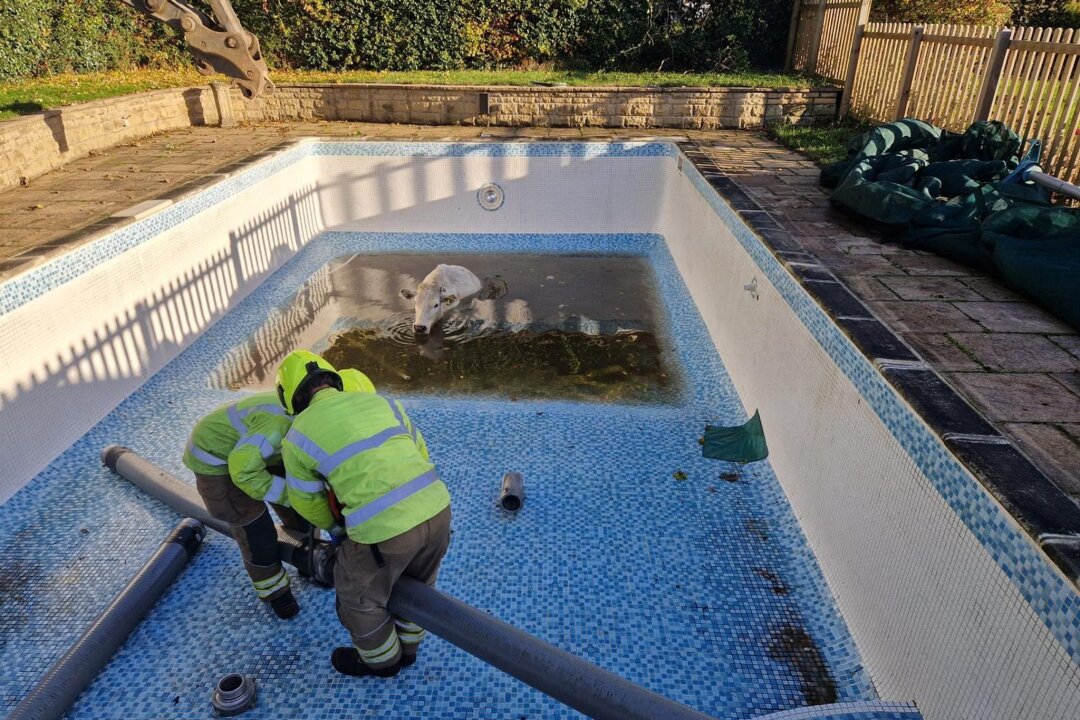 "Wellness-Tag": Feuerwehr rettet trächtige Kuh aus Pool - Die Feuerwehr ließ zunächst das Wasser ab.