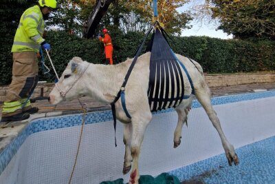 "Wellness-Tag": Feuerwehr rettet trächtige Kuh aus Pool - Mit einem Seilzug hievten die Einsatzkräfte das Tier aus dem Pool.