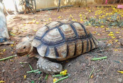 Wer vermisst in Reichenbach seine Schildkröte? - Symbolbild. Foto: Simone Zeh