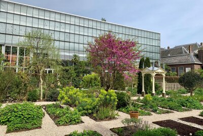 Wie die Tulpe nach Holland kam: zu Besuch in Leiden - Der Botanische Garten der Universität Leiden hat eine lange Geschichte - er wurde 1590 gegründet.