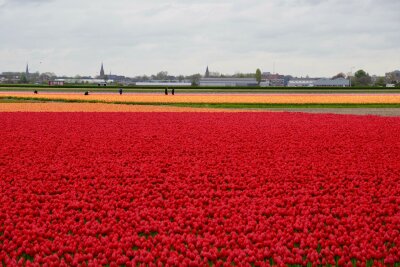 Wie die Tulpe nach Holland kam: zu Besuch in Leiden - Tulpenfelder bei Lisse: Der Siegeszug der Frühlingsblume in den Niederlanden begann Ende des 16. Jahrhunderts in Leiden.