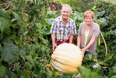 Wie ein Erzgebirger Kürbisse ohne eigenes Grundstück züchtet - Der Kürbisfachmann Rainer Drechsler und Undine Scheinpflug mit einem Kürbis der Sorte Atlantic Gigant. Er misst 62 Zentimeter im Durchmesser. Foto: Jan Görner