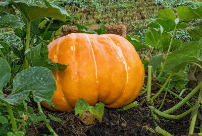 Wie ein Erzgebirger Kürbisse ohne eigenes Grundstück züchtet - Undine Scheinpflugs Kürbisse wachsen nicht nur bis an die Grundstücksgrenze heran. Manche hängen auch in "Nachbars Garten". Sie haben nichts dageben. Foto: Jan Görner