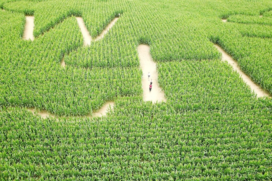 Wie ein Maislabyrinth in Chemnitz entsteht: High-Tech Landwirtschaft trifft Feuerwehr - Ein Maislabyrinth entsteht durch präzise Planung und moderne GPS-Technologie.