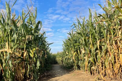 Wie ein Maislabyrinth in Chemnitz entsteht: High-Tech Landwirtschaft trifft Feuerwehr - Zuerst wird das gewünschte Design des Maislabyrinths auf einer Karte erstellt. Das beinhaltet das genaue Wegenetz, das später im Maisfeld entstehen soll.