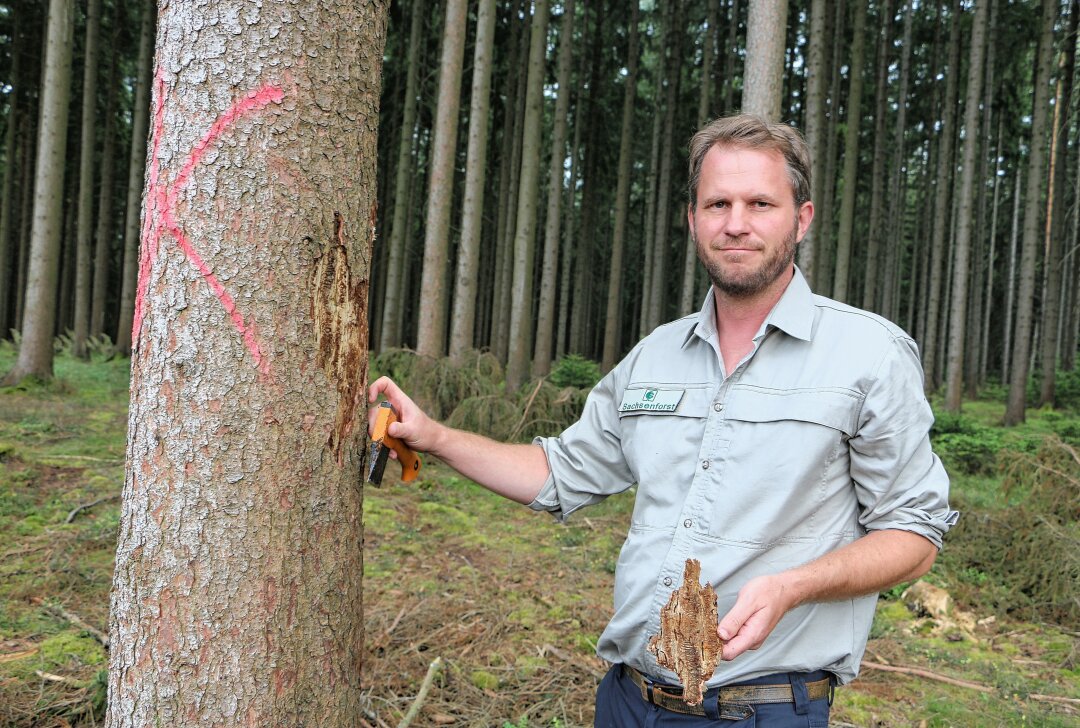 Wie ein Vogtländer den Borkenkäfer mit schnellem Handeln austricksen will - Mathias Schmidt zeigt einen der befallenen Bäume und wo der Borkenkäfer sitzt. Foto: Simone Zeh