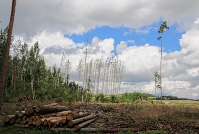 Wie ein Vogtländer den Borkenkäfer mit schnellem Handeln austricksen will - So klein und richtet so viel Unheil an: der Borkenkäfer. Foto: Simone Zeh