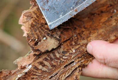 Wie ein Vogtländer den Borkenkäfer mit schnellem Handeln austricksen will - Weiß sehen die Larven aus. Foto: Simone Zeh. Foto: Simone Zeh