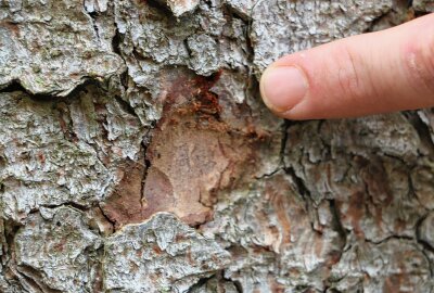 Wie ein Vogtländer den Borkenkäfer mit schnellem Handeln austricksen will - Das Bohrmehl zeigt, dass hier der Borkenkäfer aktiv ist. Foto: Simone Zeh