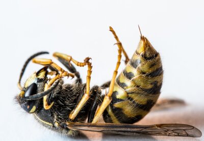 Wie gefährlich sind Bienen- und Wespenstiche? - Wespen können mehrfach zustechen und ziehen den Stachel dabei wieder zurück.