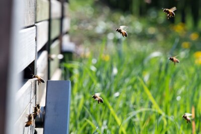 Wie gefährlich sind Bienen- und Wespenstiche? - Bienen können aggressiv werden, wenn sie sich gestört fühlen.