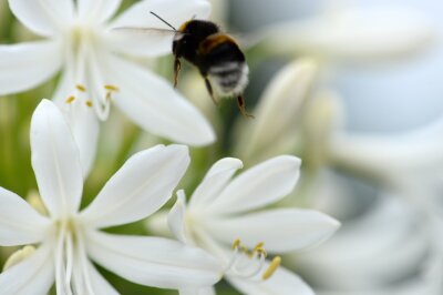 Wie gefährlich sind Bienen- und Wespenstiche? - Hummeln stechen erst dann zu, wenn sie keinen anderen Ausweg mehr sehen.