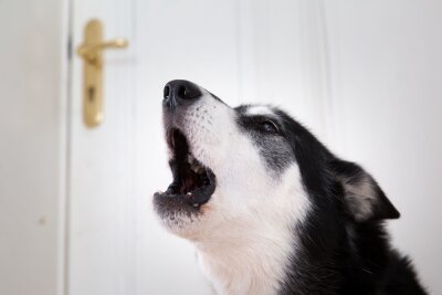 Wie Sie als Mieter am besten mit lauten Nachbarn umgehen - Dass ein Hund ab und zu bellt, ist normal.