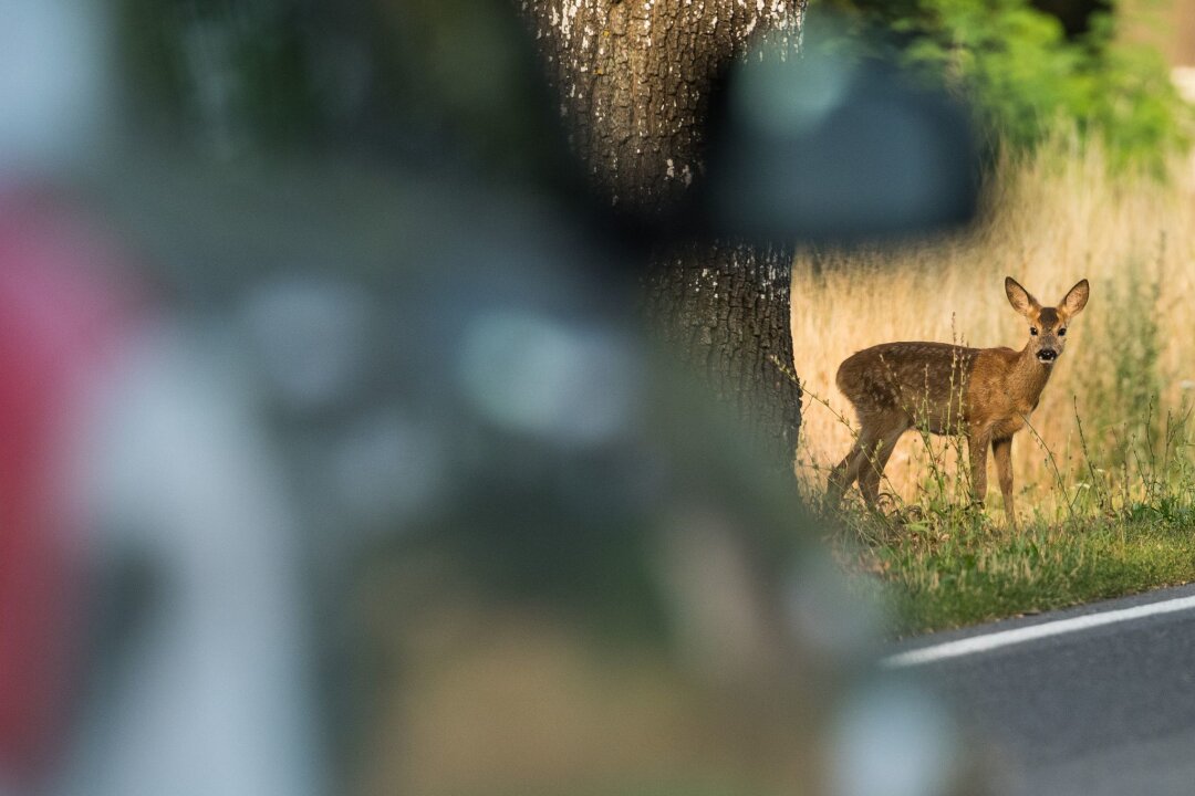 Wildunfallgefahr im Herbst: So schützt du dich - Tipps, Risiken und Vorsichtsmaßnahmen auf Wald- und Landstraßen - Das Risiko von Wildunfällen ist besonders hoch auf Straßen, die durch Wälder führen oder an Felder grenzen.