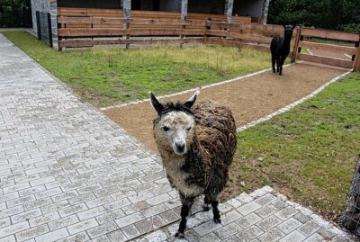 Willkommen im Inkaland: Feierliche Eröffnung in Limbach-Oberfrohna - Die Alpakas zeigten sich zu Anfang noch recht neugierig, nahmen aber letztlich vor dem großen Besucheransturm in ihrem bisher so ruhigen Gehege Reißaus. Foto: A.Büchner