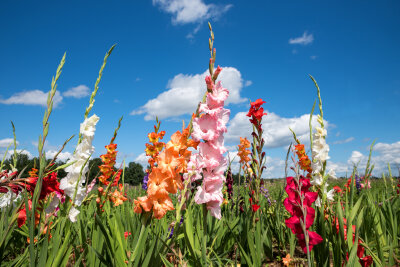 Wo gibt es Blumenfelder in der Region Chemnitz, Erzgebirge, Frankenberg, Zwickau, Freiberg, Dresden und Leipzig - Diese farbenfrohen Oasen finden sich entlang wichtiger Verkehrswege und in der Nähe von Städten und Dörfern.