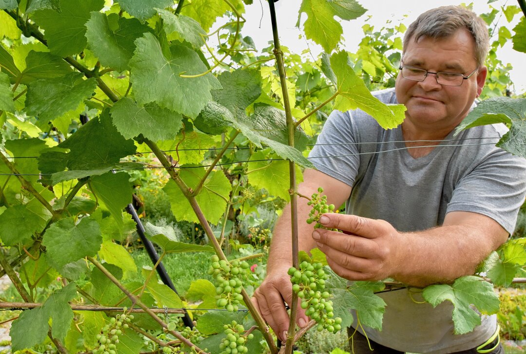 Wo im Kleingarten Wein angebaut wird - Roy Thiemer baut in seiner Parzelle seit 18 Jahren 99 Reben an, vom Goldriesling über den Gewürztraminer bis hin zum Grauburgunder. Foto: Steffi Hofmann