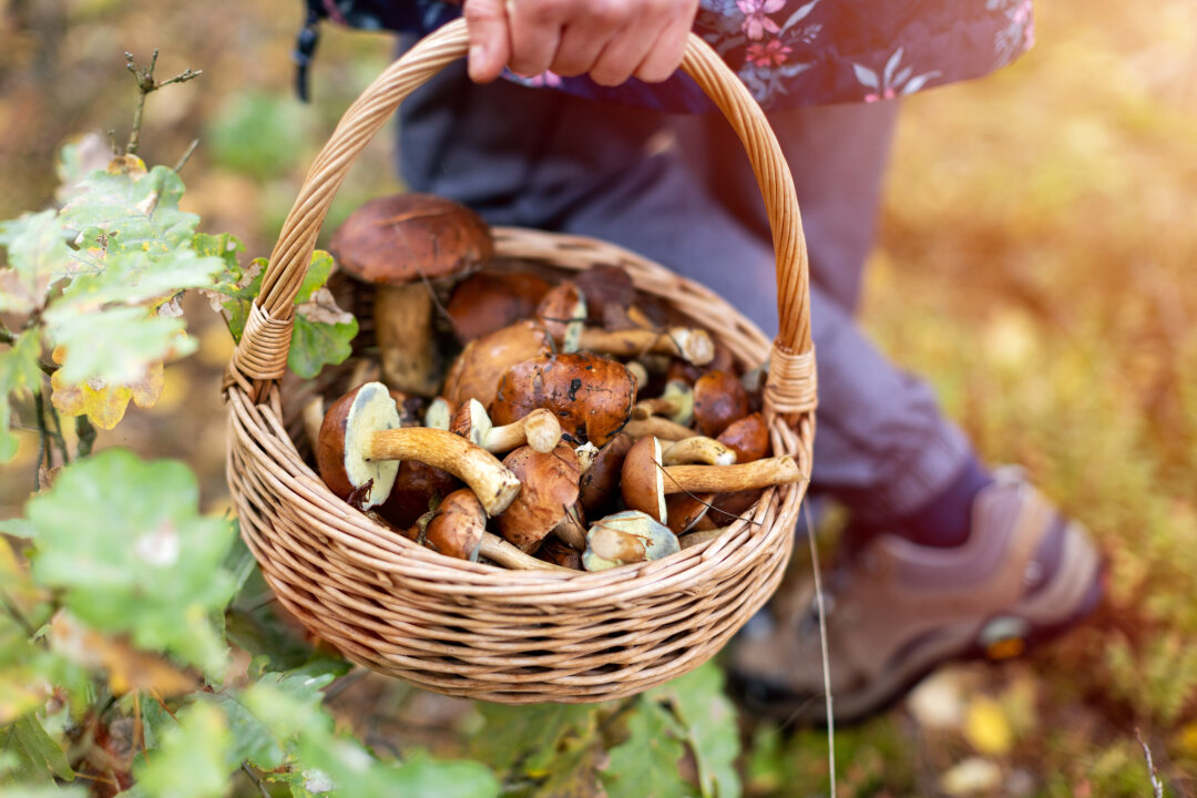 Wo wachsen die meisten Pilze? - Wo findet ihr die meisten Pilze? Stimmt für deine Pilzregion.