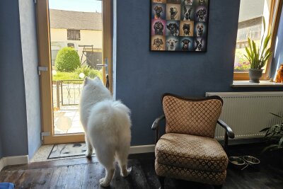 Wo "Wuffi" glücklich wird: Hundefriseurin aus Mittelsachsen gibt Einblick in ihre Arbeit - Der Salon ist mit Liebe eingerichtet.