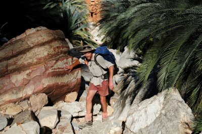 Wüstenwunderweg: Wandern im Herzen Australiens - Gewächse wie zu Zeiten der Dinosaurier: Riesige Palmfarne in der Schlucht des Inarlanga-Passes.