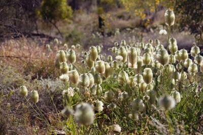 Wüstenwunderweg: Wandern im Herzen Australiens - Blütenpracht am Wüstenweg: Hier leuchten blühende Mulla Mullas in der Morgensonne.