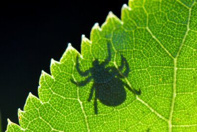 Zeckenstich mit Folgen? Das sind Anzeichen für Borreliose - FSME und Borreliose: Zecken können Krankheiten übertragen.