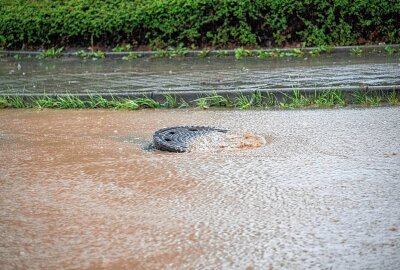 Zittau: Unwetter sorgt für überflutete Straßen und umgeknickte Bäume - Aufgrund des Unwetters am Mittwochnachmittag sind zahlreiche Straßen im Landkreis Görlitz überflutet worden. Foto: xcitepress